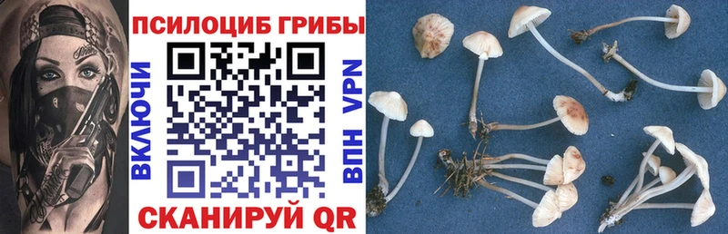 Псилоцибиновые грибы Cubensis  Электрогорск 